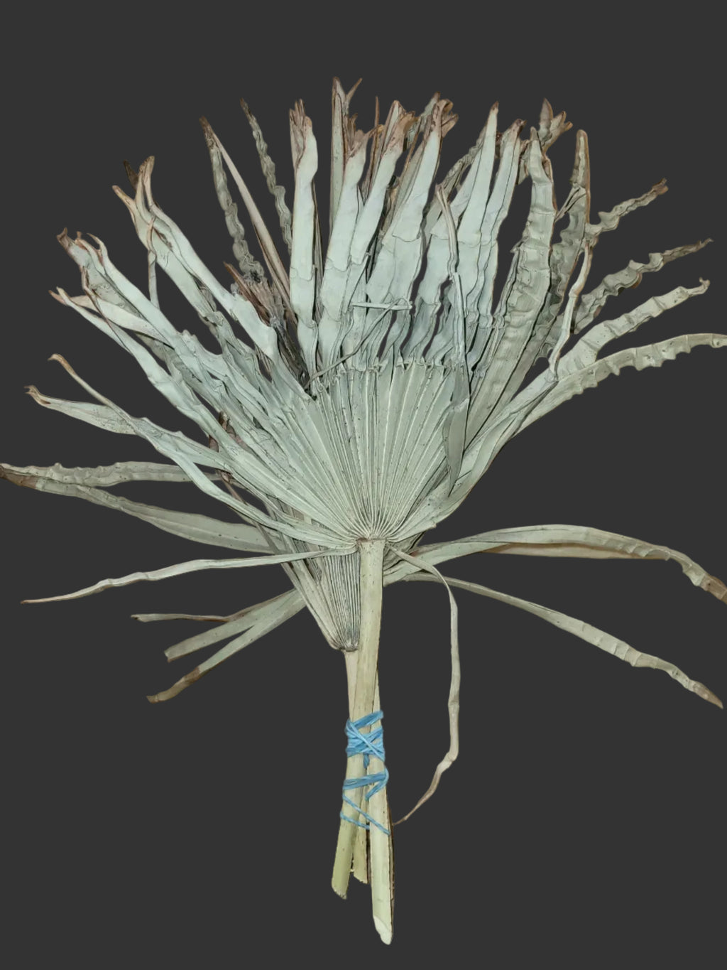 Rare Botanical Floral- Authentic Miniature Palmetto Fronds