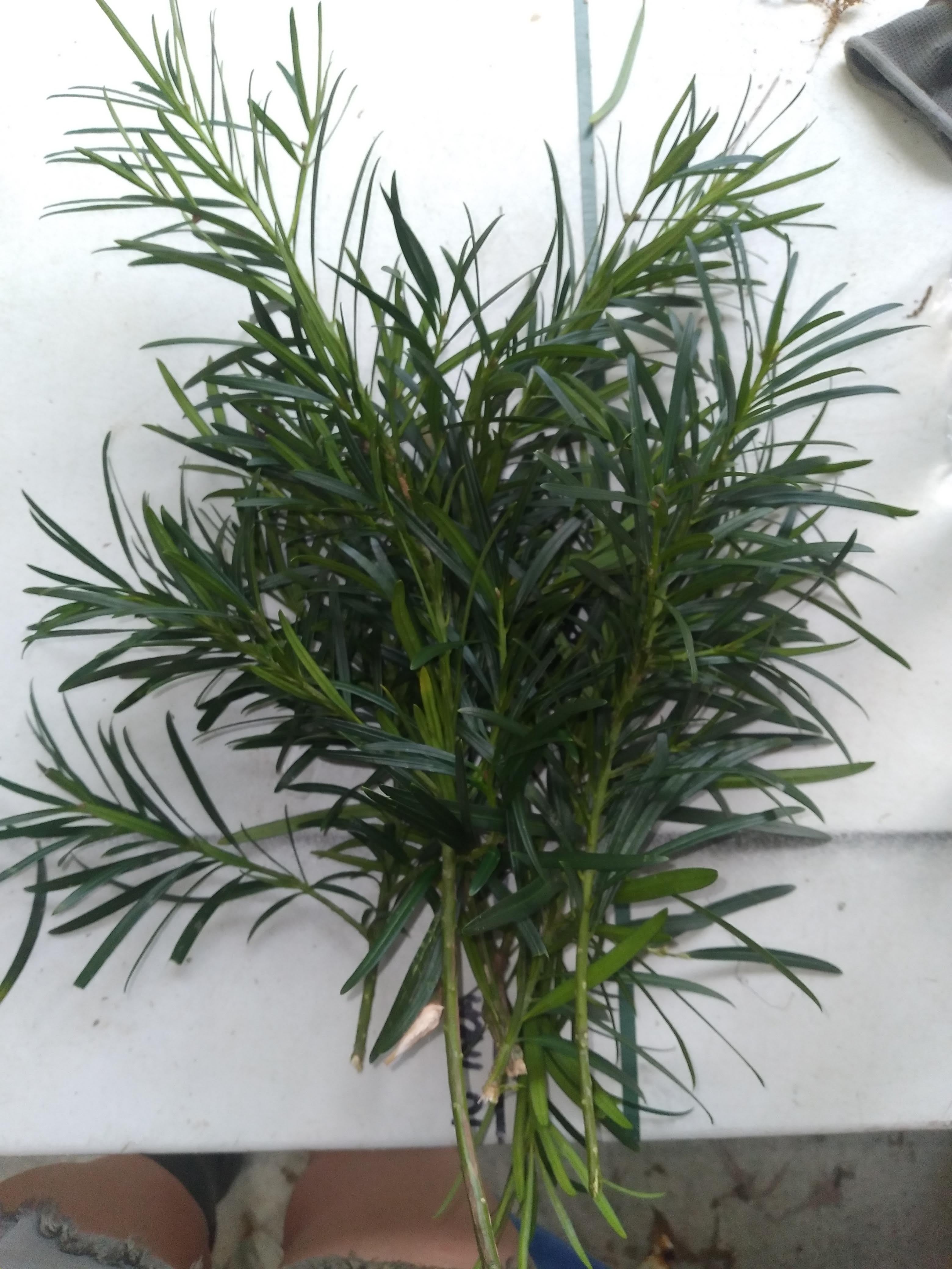 Bouquets de Podocarpus Frais de Floride | Feuillage de Qualité Fleuriste pour Mariages et Événements en Vrac