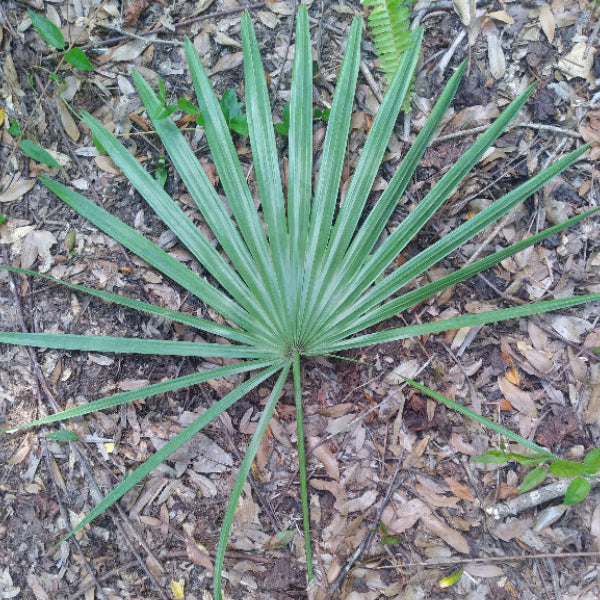 Bottes de feuilles de palmier palmetto de Floride fraîche | Camouflage naturel pour affûts de chasse