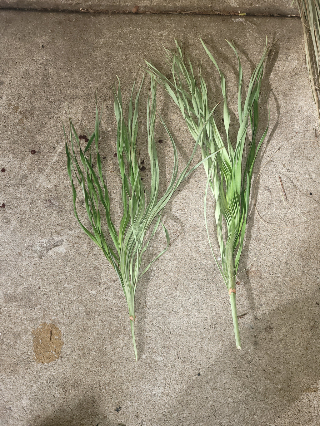 Dried Palmetto Stalks - Natural Palm for dried arrangements