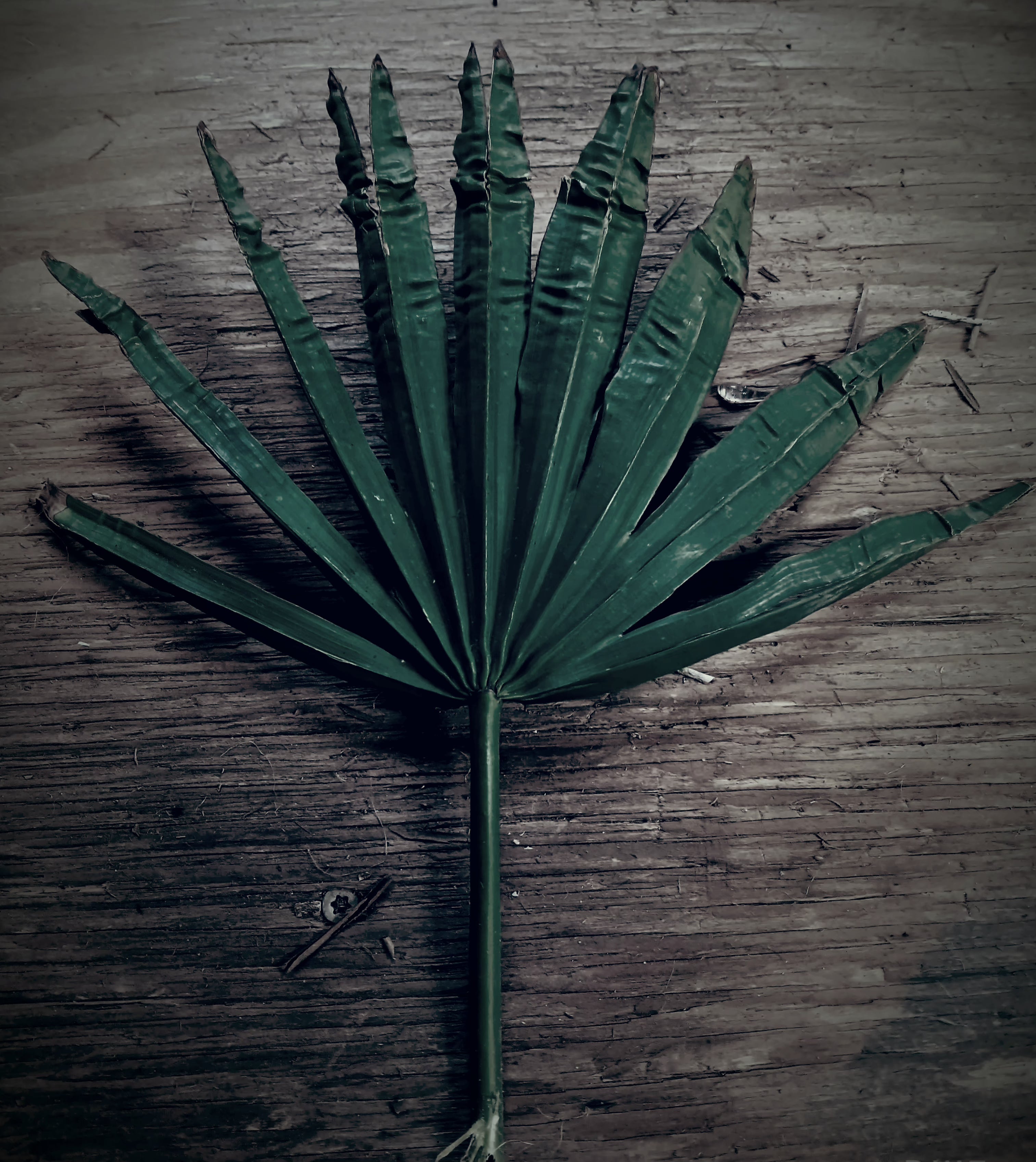 Bottes de feuilles de palmier palmetto de Floride fraîche | Camouflage naturel pour affûts de chasse