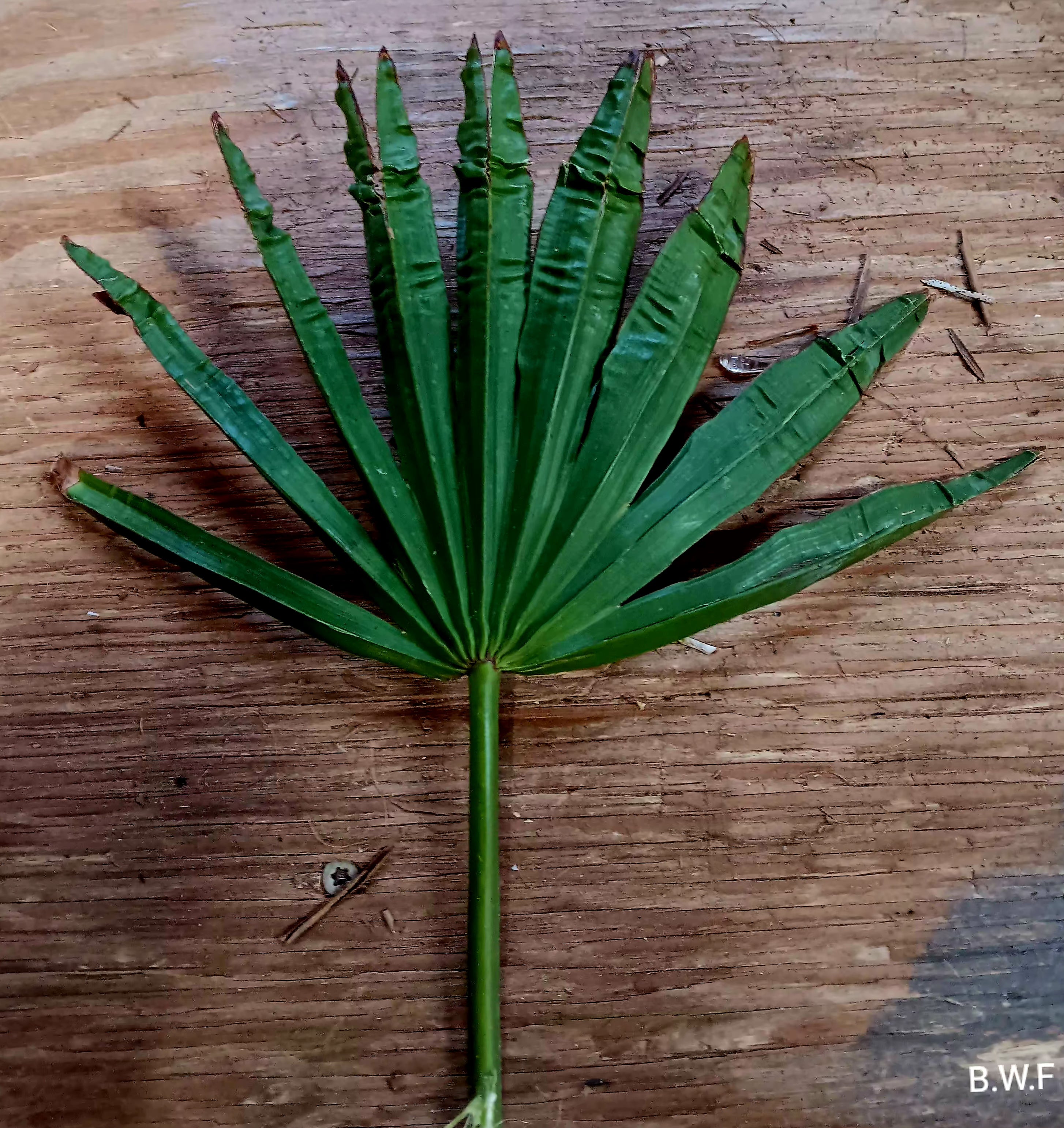 Rare Botanical Floral- Authentic Miniature Palmetto Fronds