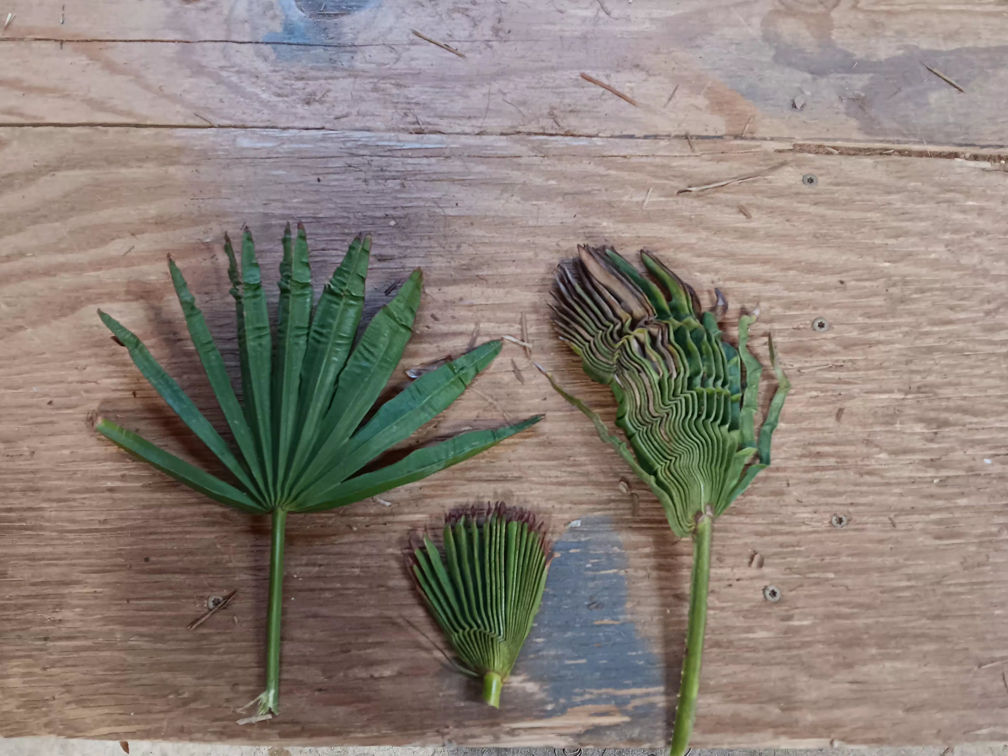 Rare Botanical Floral- Authentic Miniature Palmetto Fronds