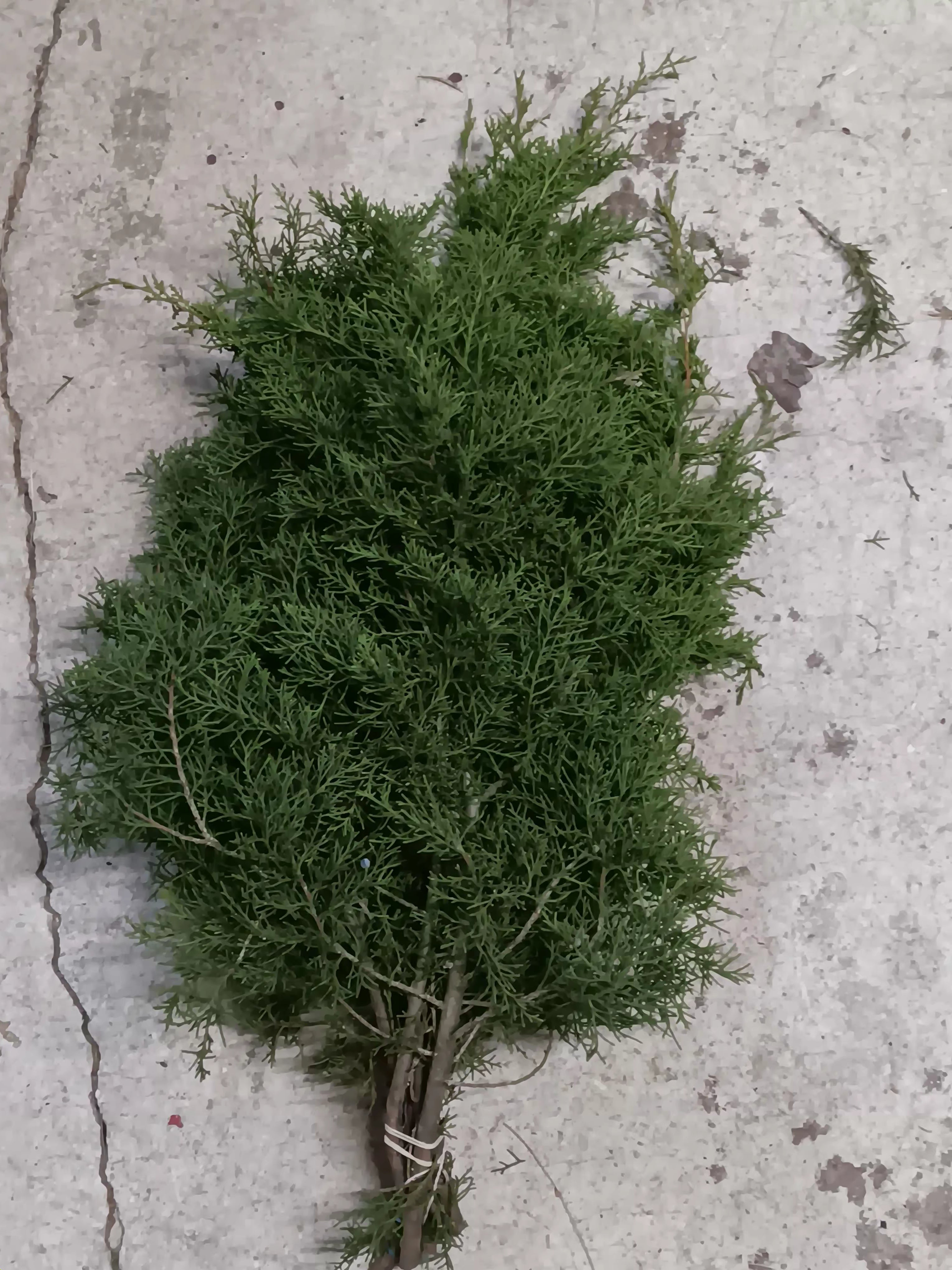Fresh Eastern Red Cedar Bunches | Florida Evergreen for Wreaths & Holiday Decor