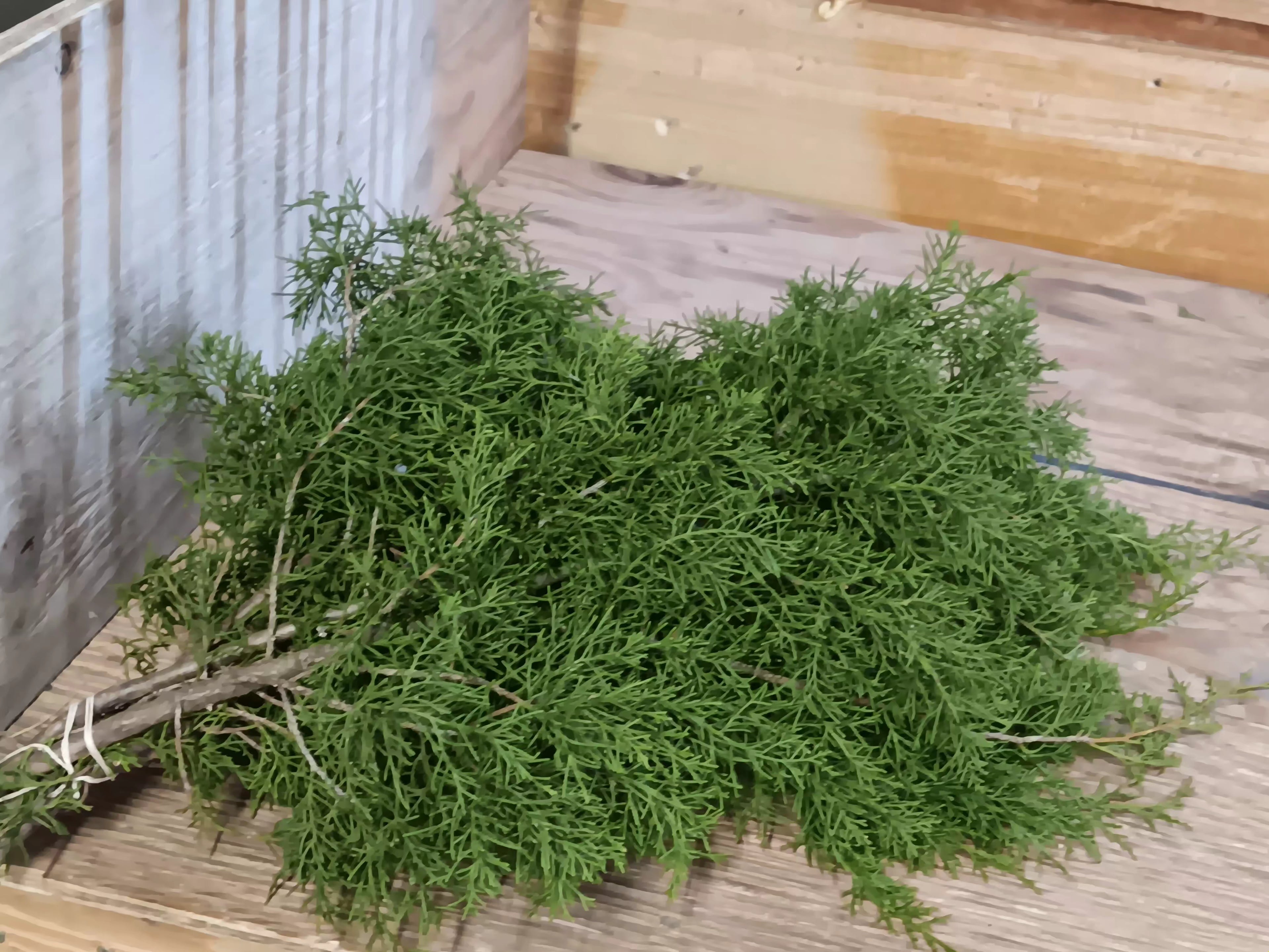 Fresh Eastern Red Cedar Bunches | Florida Evergreen for Wreaths & Holiday Decor