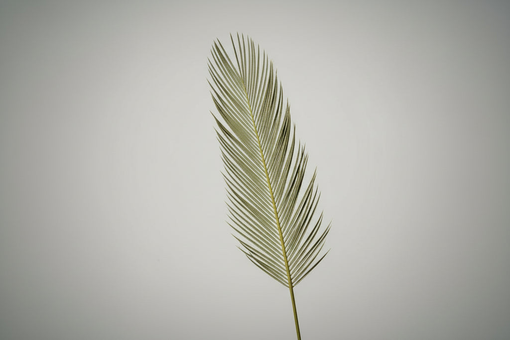Tiges d'éventail de Sagou | Décoration de mariage séchée bohème et tropicale
