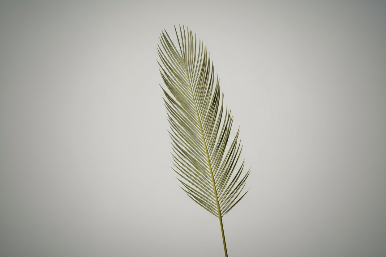 Tiges d'éventail de Sagou | Décoration de mariage séchée bohème et tropicale