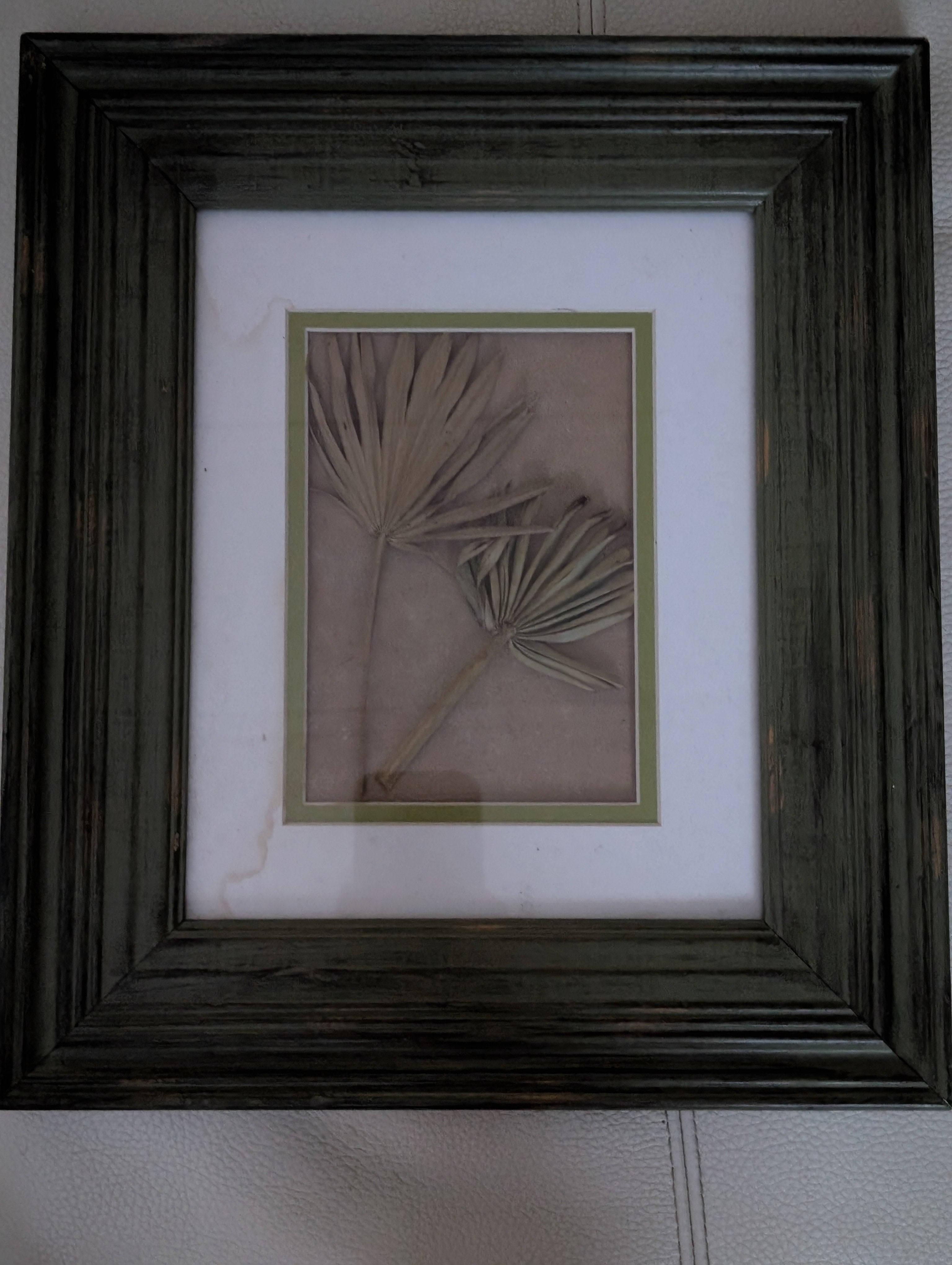 Rare Botanical Floral- Authentic Miniature Palmetto Fronds