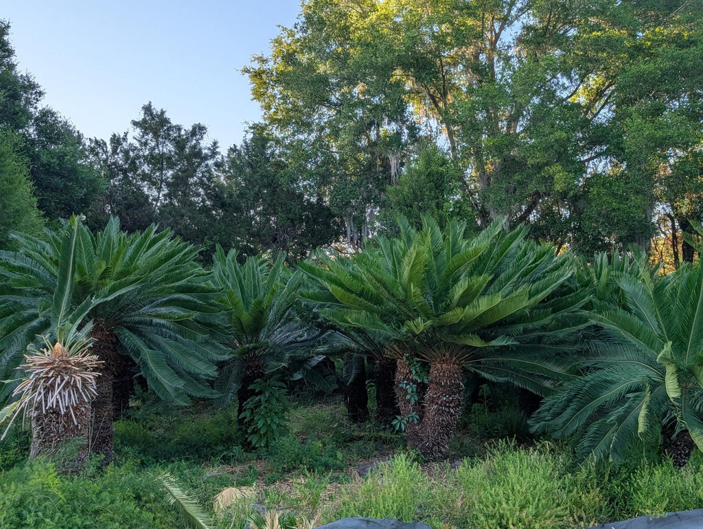 Sago Palm
