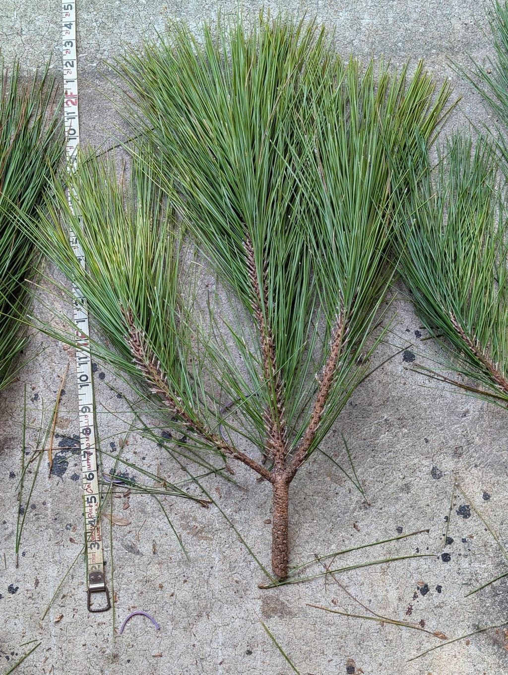 Bouquets de pin à longues aiguilles de Floride fraîche | Couronnes de Noël et verdure pour artisanat
