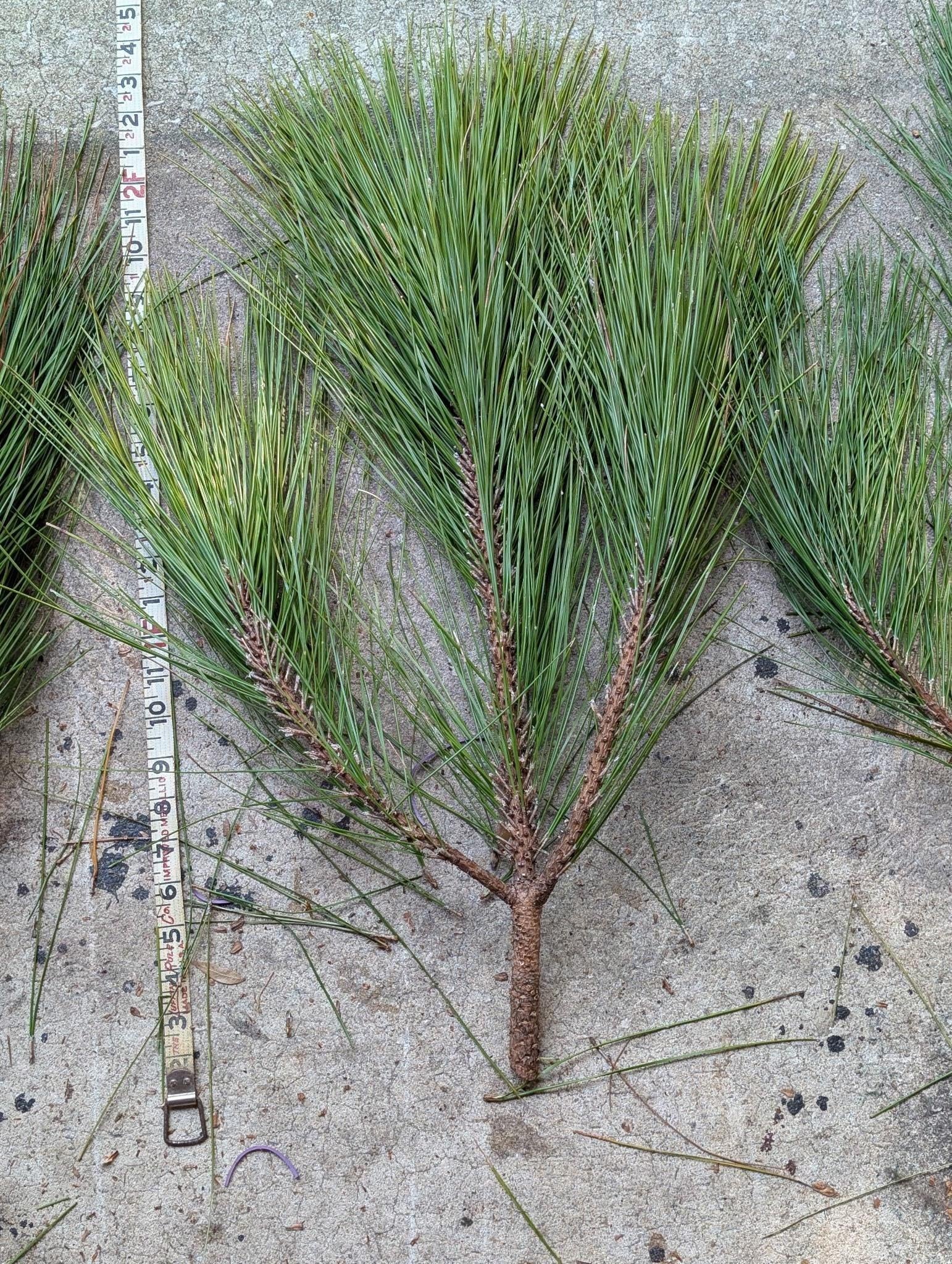 Bouquets de pin à longues aiguilles de Floride fraîche | Couronnes de Noël et verdure pour artisanat