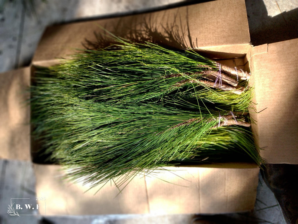 Bouquets de pin à longues aiguilles de Floride fraîche | Couronnes de Noël et verdure pour artisanat