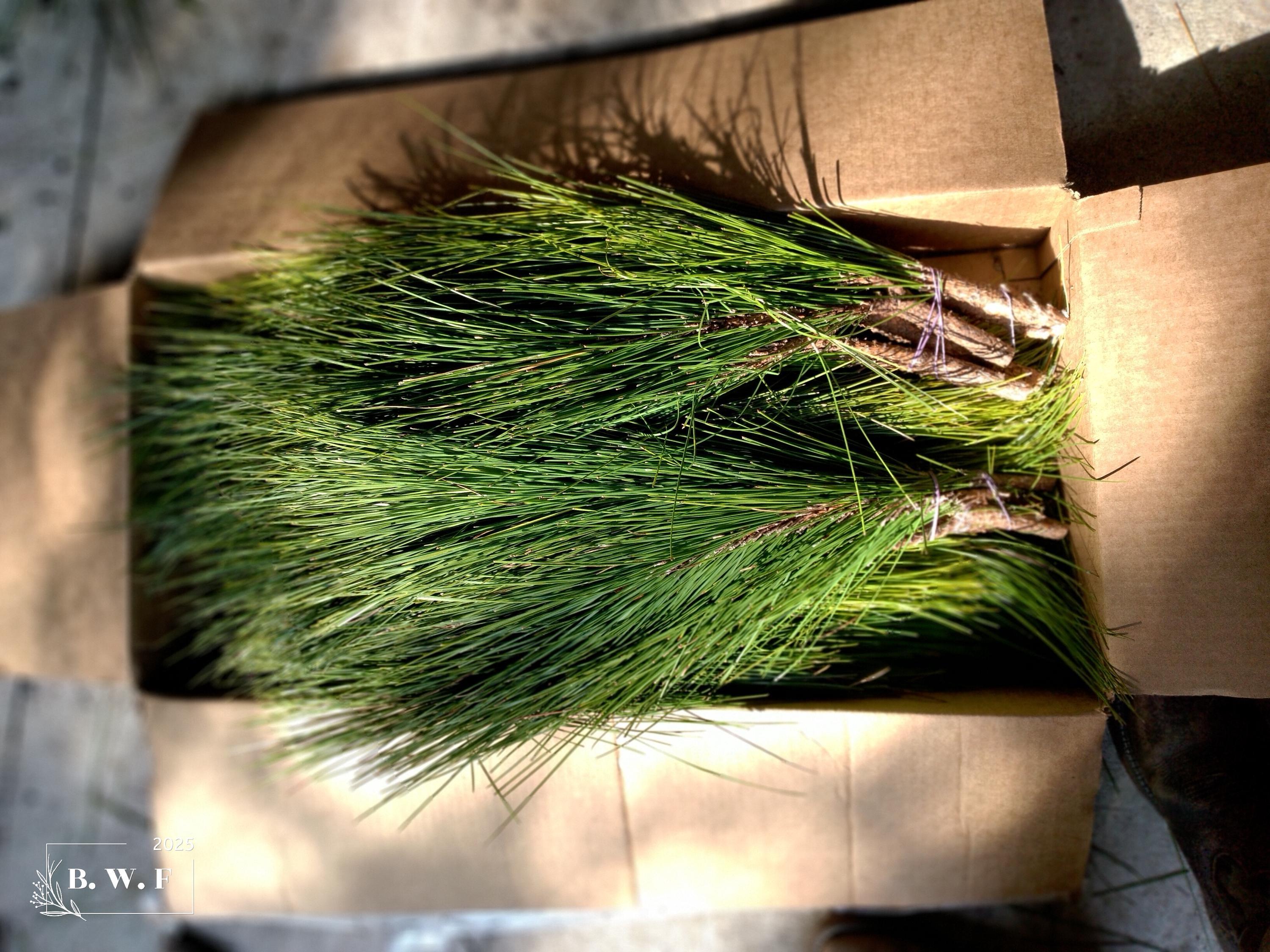 Bouquets de pin à longues aiguilles de Floride fraîche | Couronnes de Noël et verdure pour artisanat