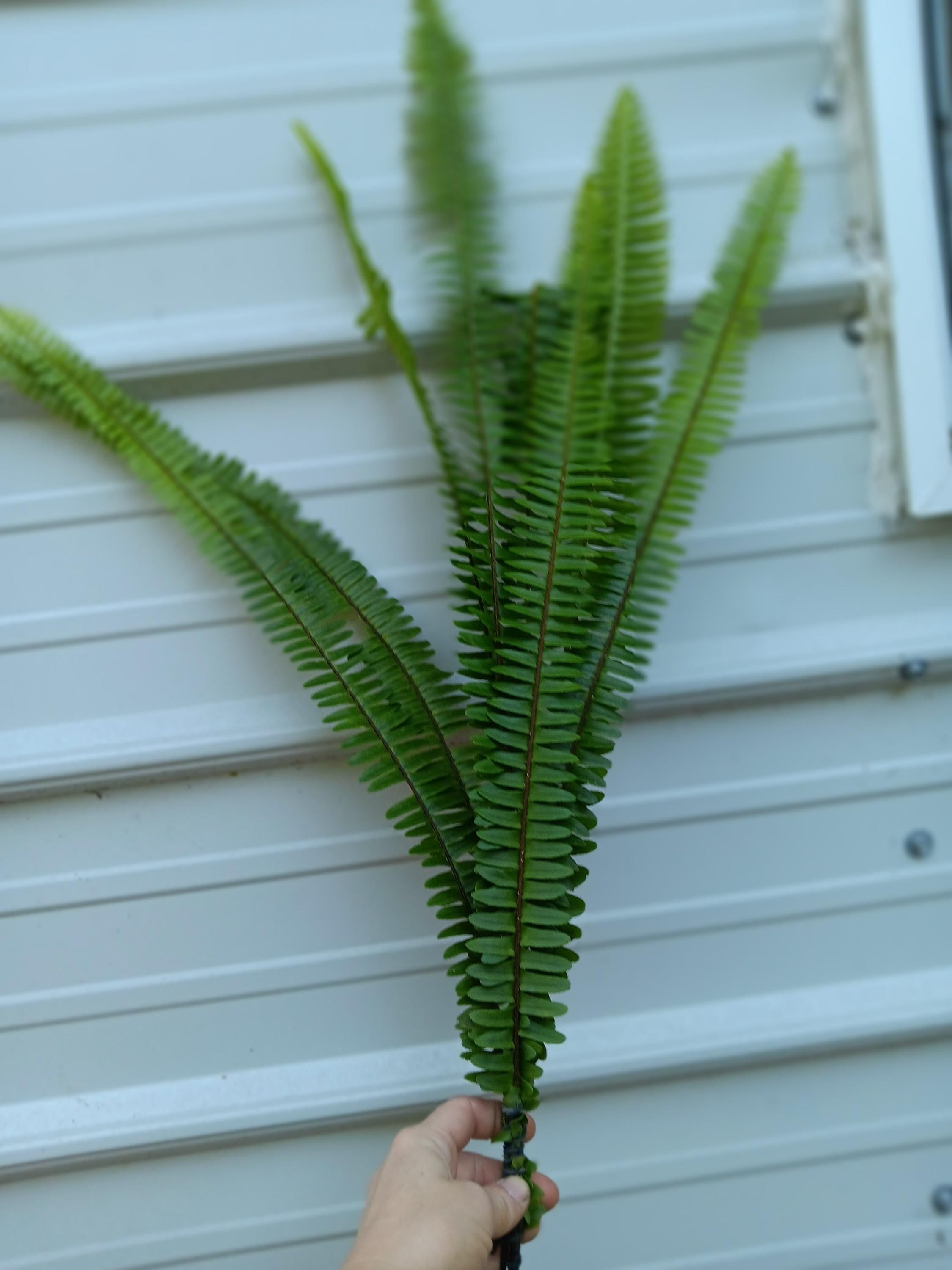 Fresh Florida Sword Fern Bunches | Bulk Floral Filler for Weddings & Events