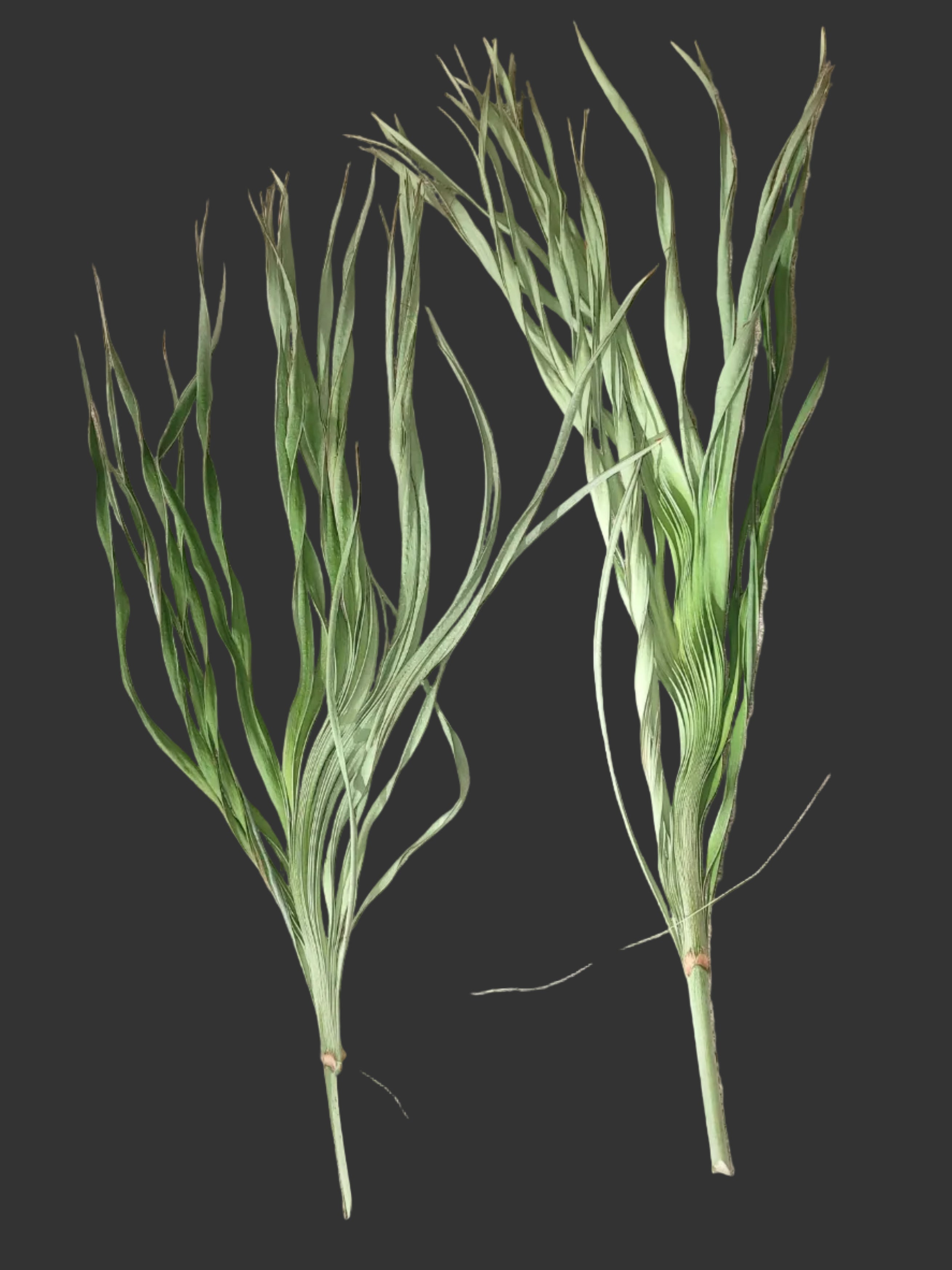 Two green plant specimens on a black background