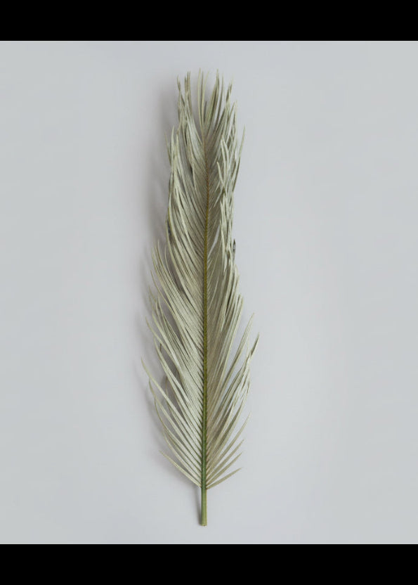 single green leaf on white background
