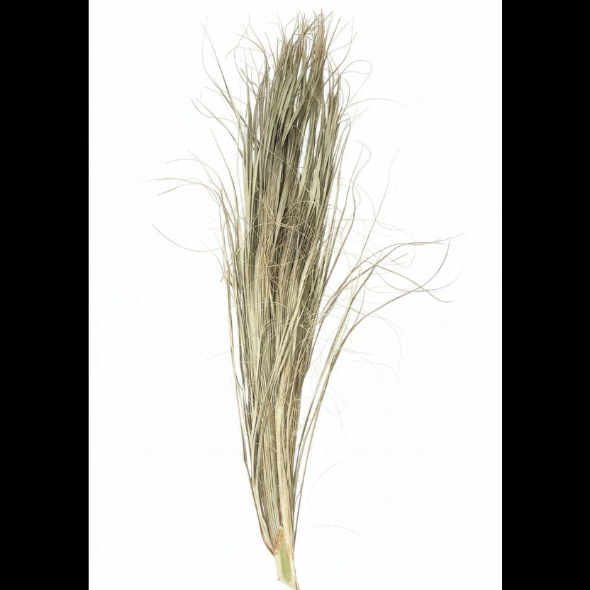 Dried palm leaf on a stem
