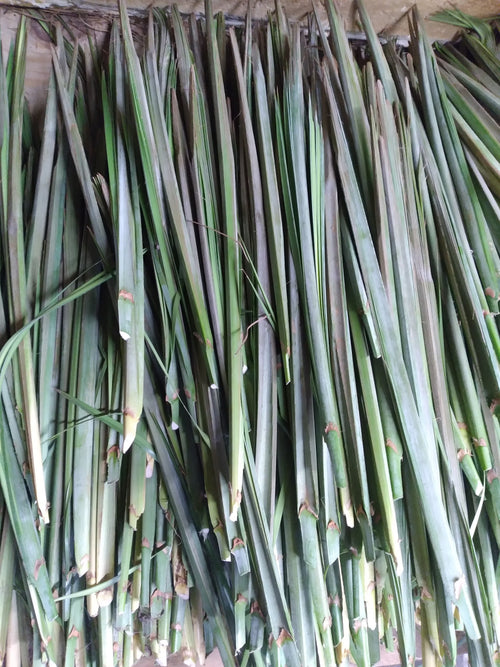 Dwarf Palm Buds