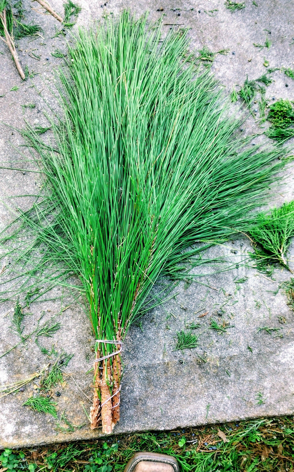 Bouquets de pin à longues aiguilles de Floride fraîche | Couronnes de Noël et verdure pour artisanat