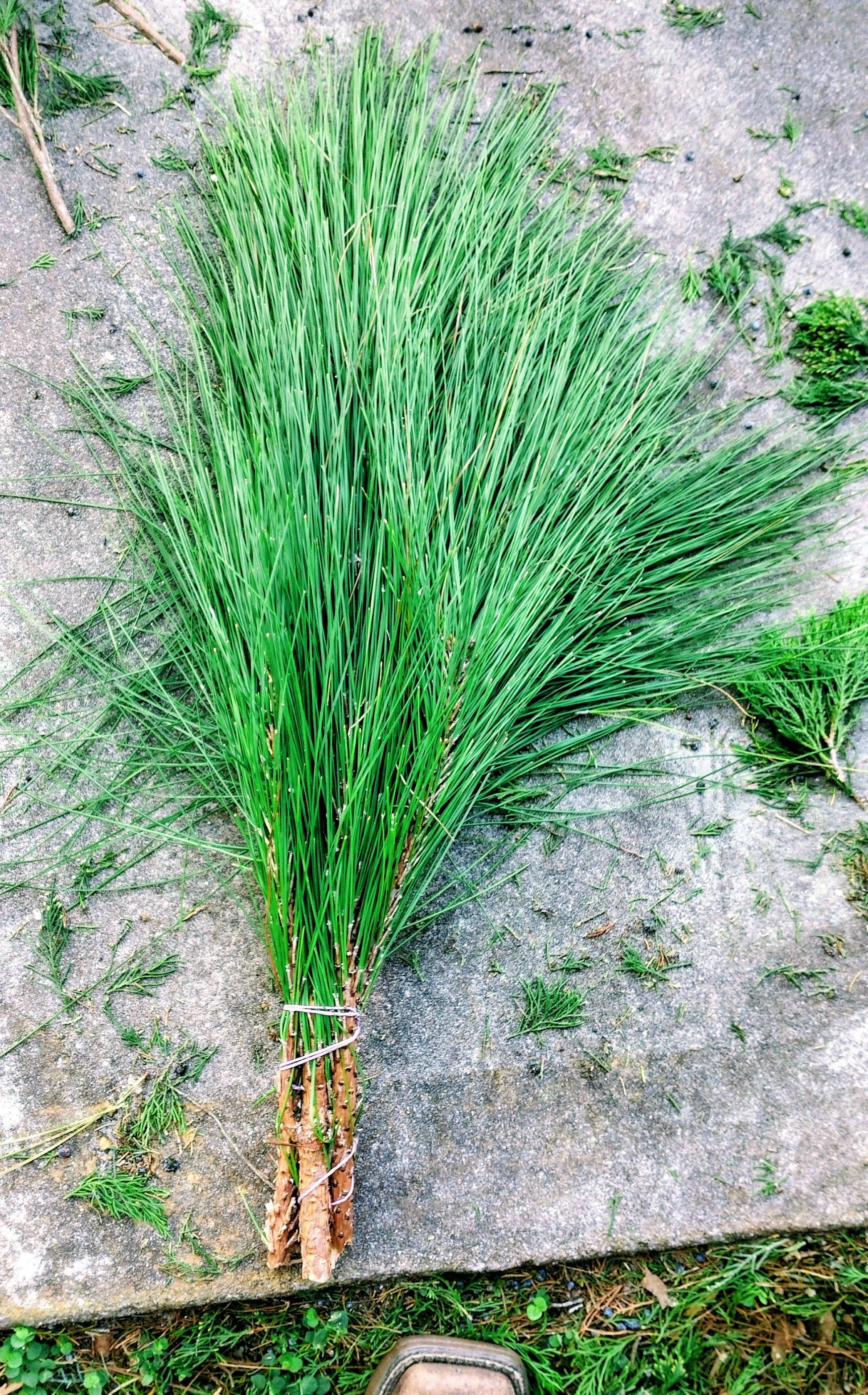 Bouquets de pin à longues aiguilles de Floride fraîche | Couronnes de Noël et verdure pour artisanat