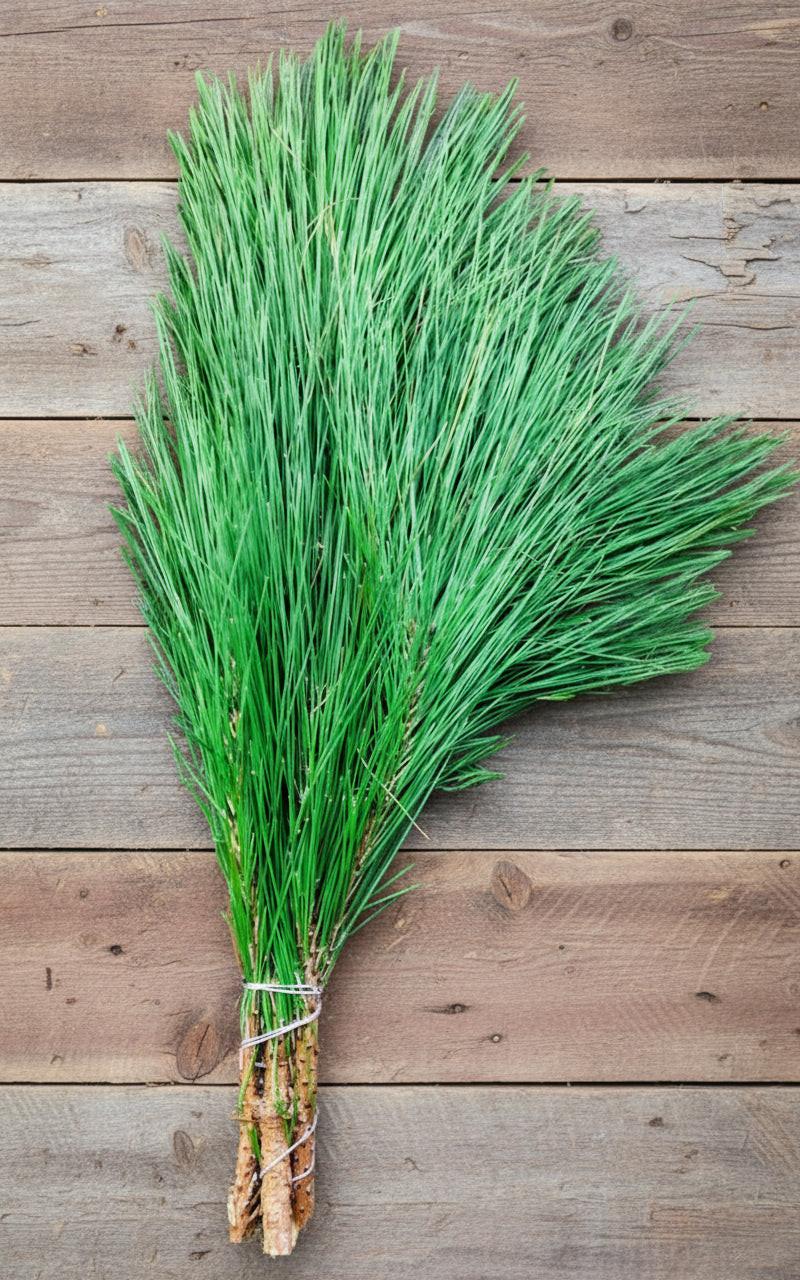 Bouquets de pin à longues aiguilles de Floride fraîche | Couronnes de Noël et verdure pour artisanat