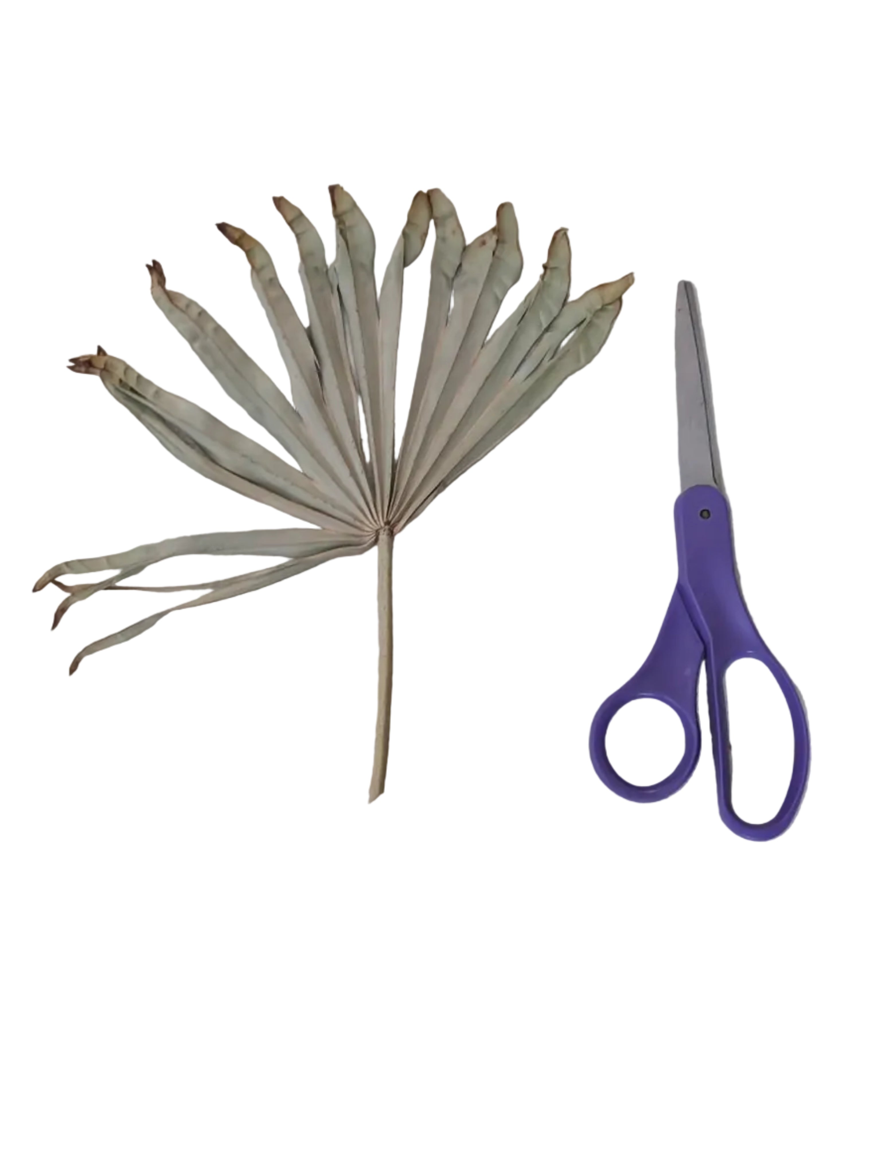 PALMETTO LEAF NEXT TO PURPLE SCISSORS
