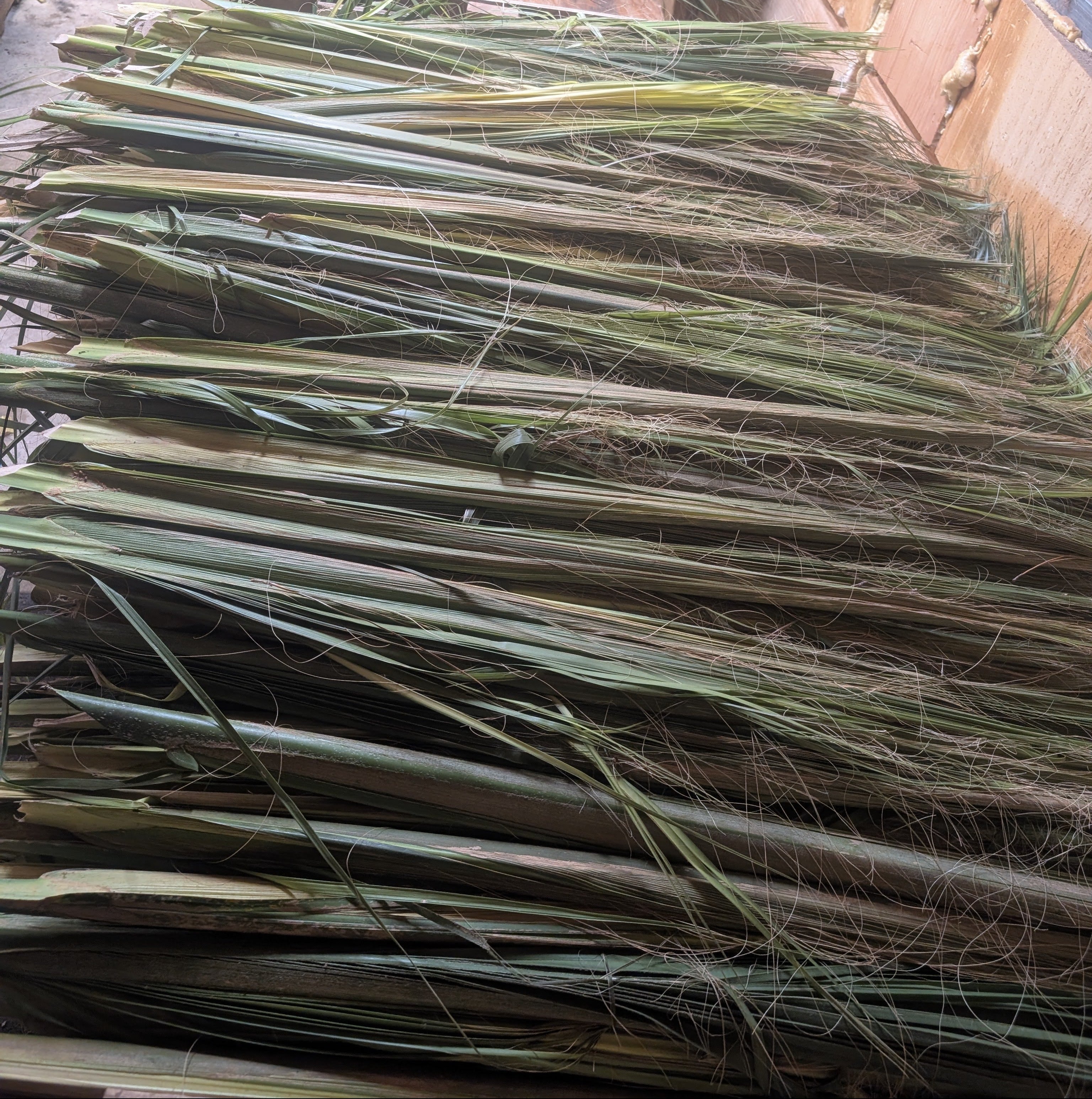 Large Palm Buds (25 Count)