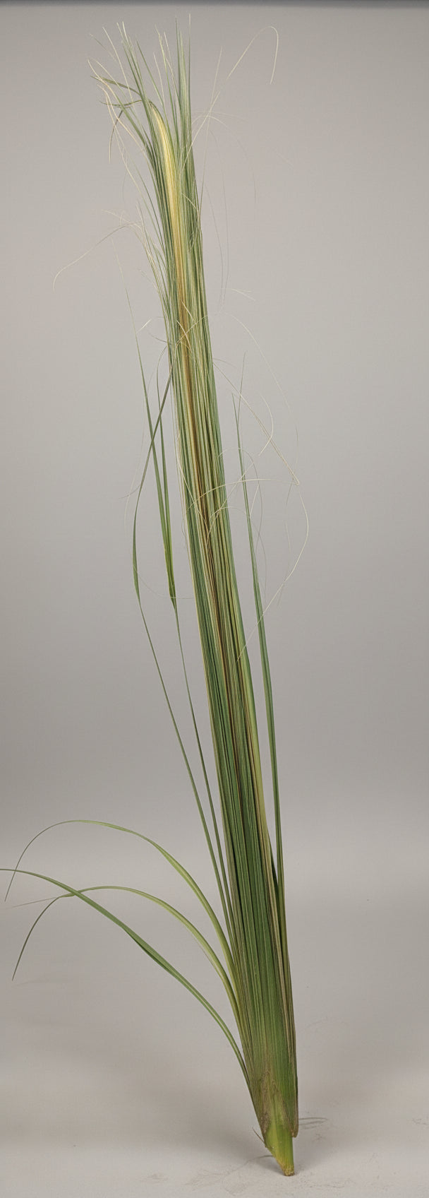 Large Palm Bud Stalk 60" - Fresh Florida Whole Stalk for Palm Sunday