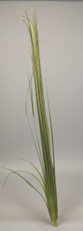 Large Palm Bud Stalk 60" - Fresh Florida Whole Stalk for Palm Sunday