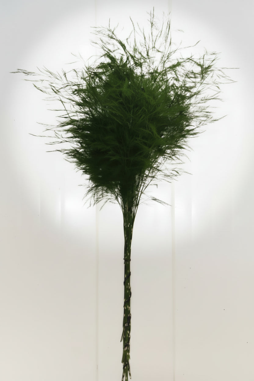 tree fern bunch on white background