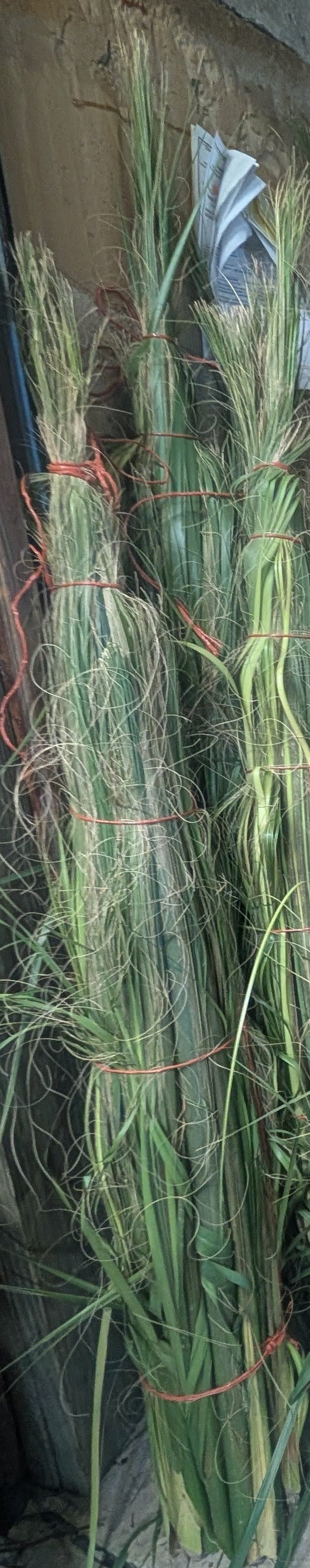 Large Palm Buds (25 Count)