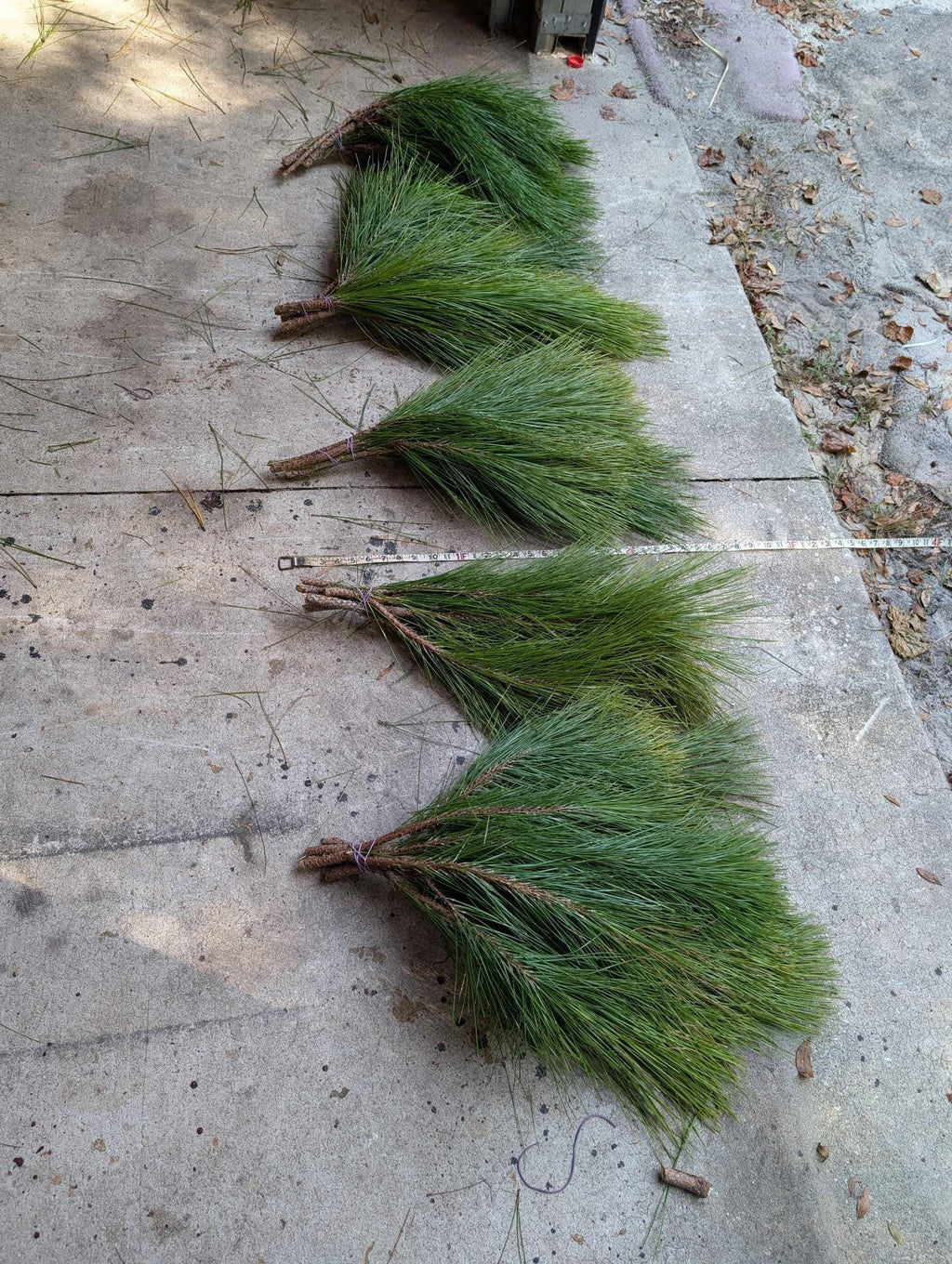 Pointes de pin de Floride frais à longues aiguilles | Couronnes de Noël, guirlandes et décorations saisonnières