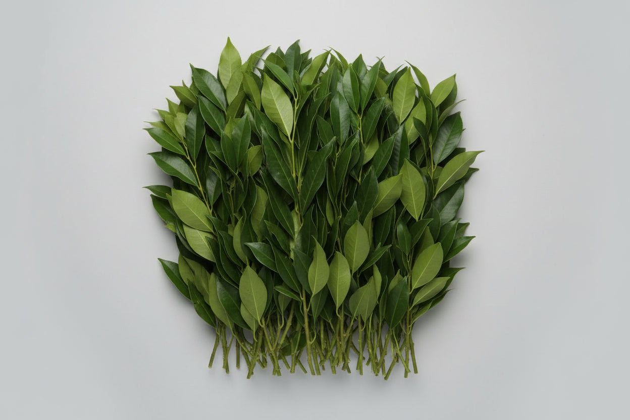 green leaves on a white surface
