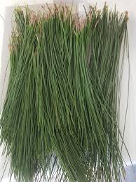 Fresh Florida Long Leaf Pine Needles | Bulk Craft Supply