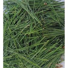 Fresh Florida Long Leaf Pine Needles | Bulk Craft Supply