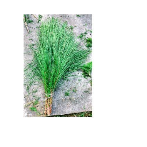 Pointes de pin de Floride frais à longues aiguilles | Couronnes de Noël, guirlandes et décorations saisonnières