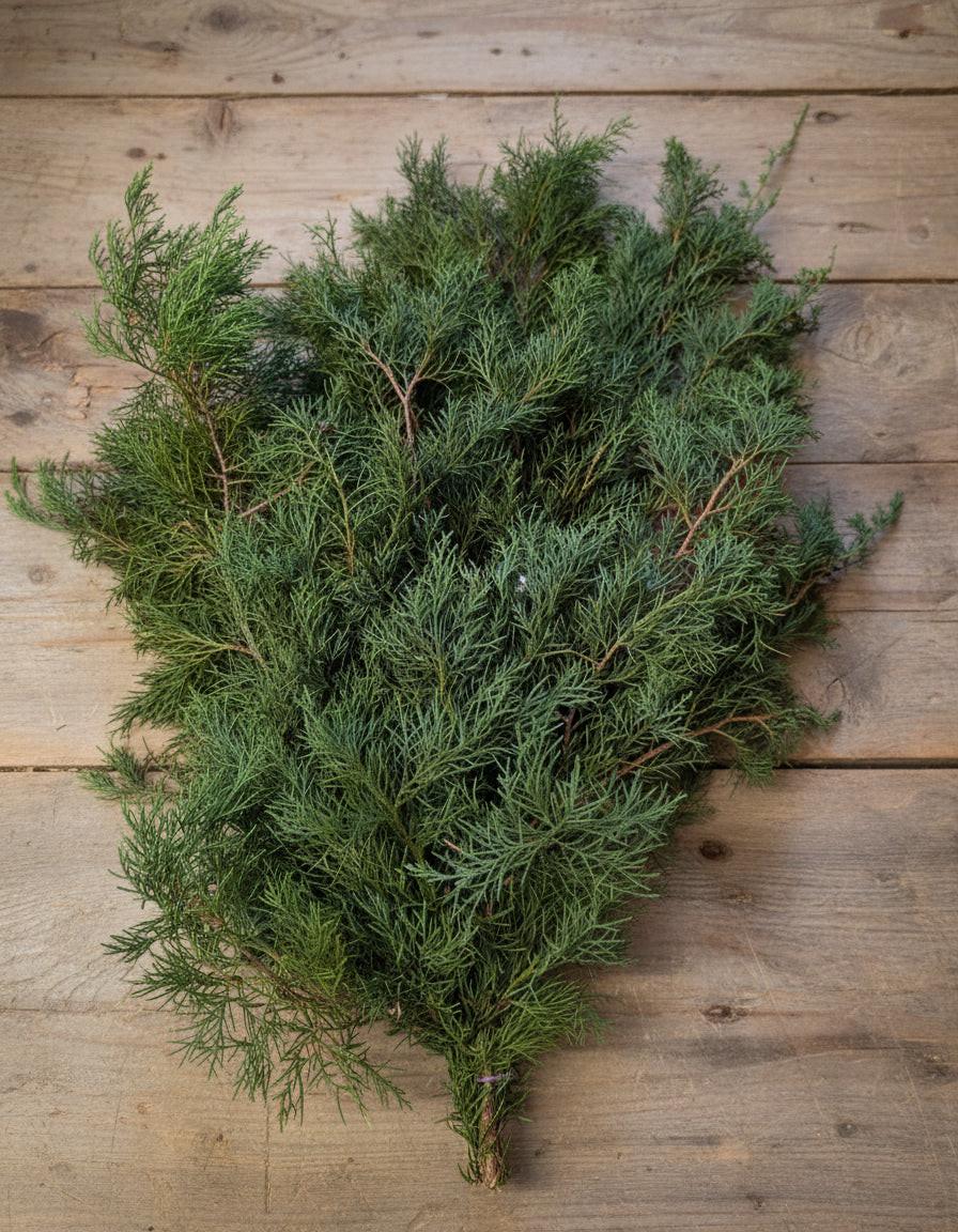 Fresh Eastern Red Cedar Bunches | Florida Evergreen for Wreaths & Holiday Decor