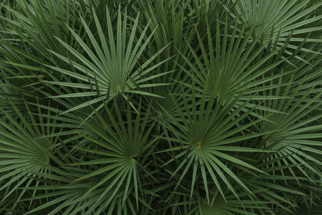 Green palm fronds 