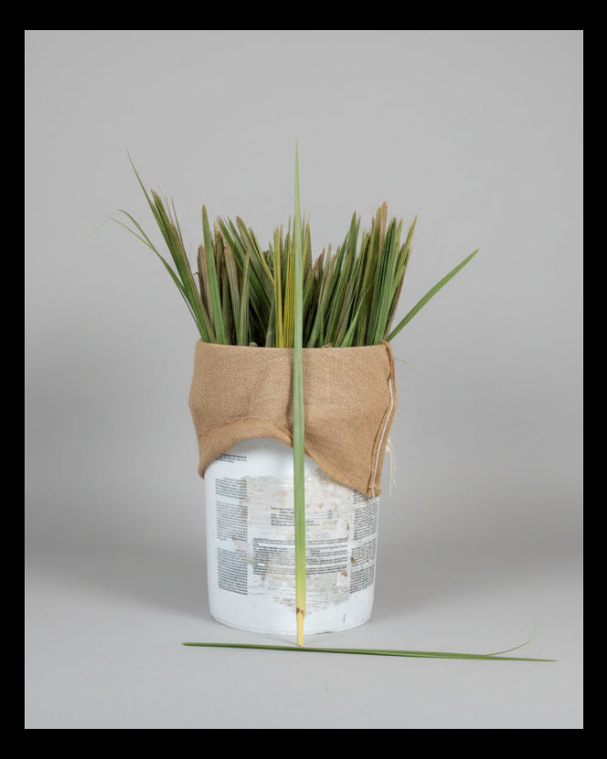green palmetto buds in a white bucket with a burlap bag hanging over the edges
