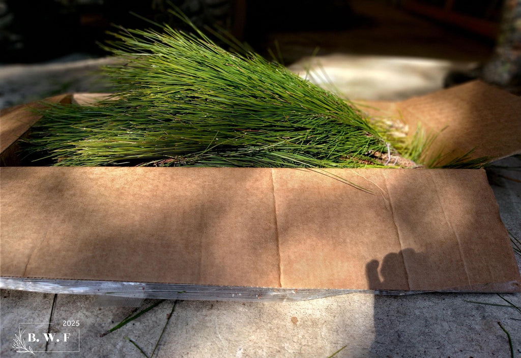 Bouquets de pin à longues aiguilles de Floride fraîche | Couronnes de Noël et verdure pour artisanat