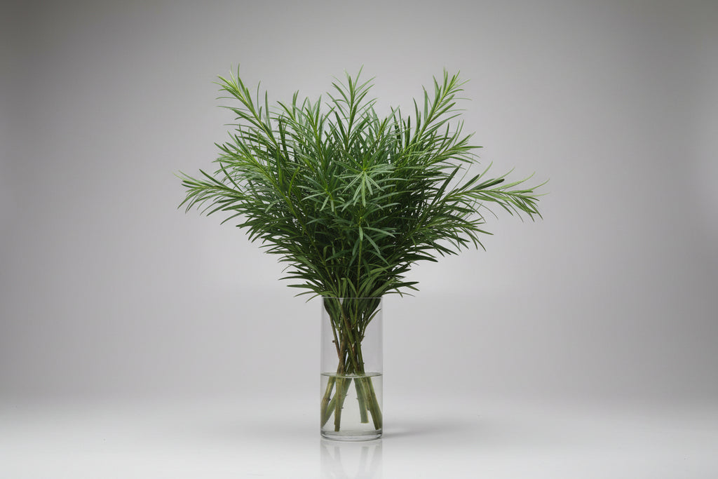 Bouquets de Podocarpus Frais de Floride | Feuillage de Qualité Fleuriste pour Mariages et Événements en Vrac