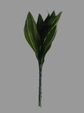 Variegated Aspidistra