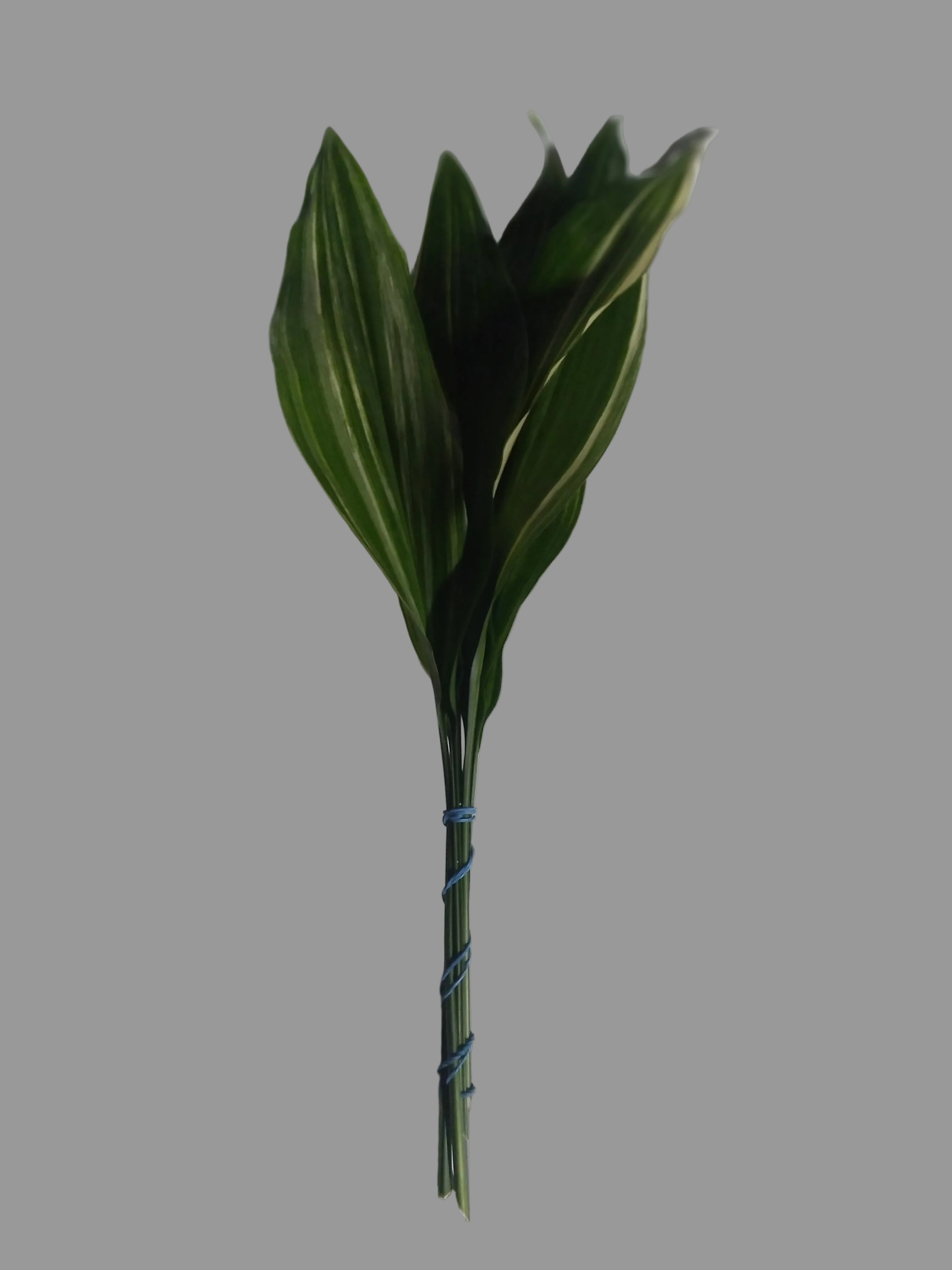 Variegated Aspidistra