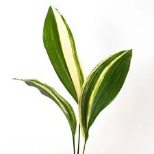 Variegated Aspidistra