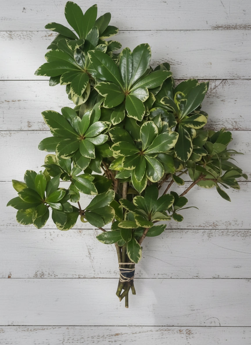 Variegated Pittosporum