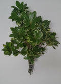 Variegated Pittosporum