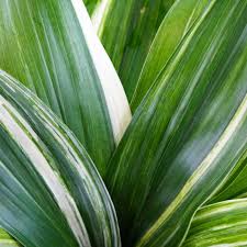 Variegated Aspidistra